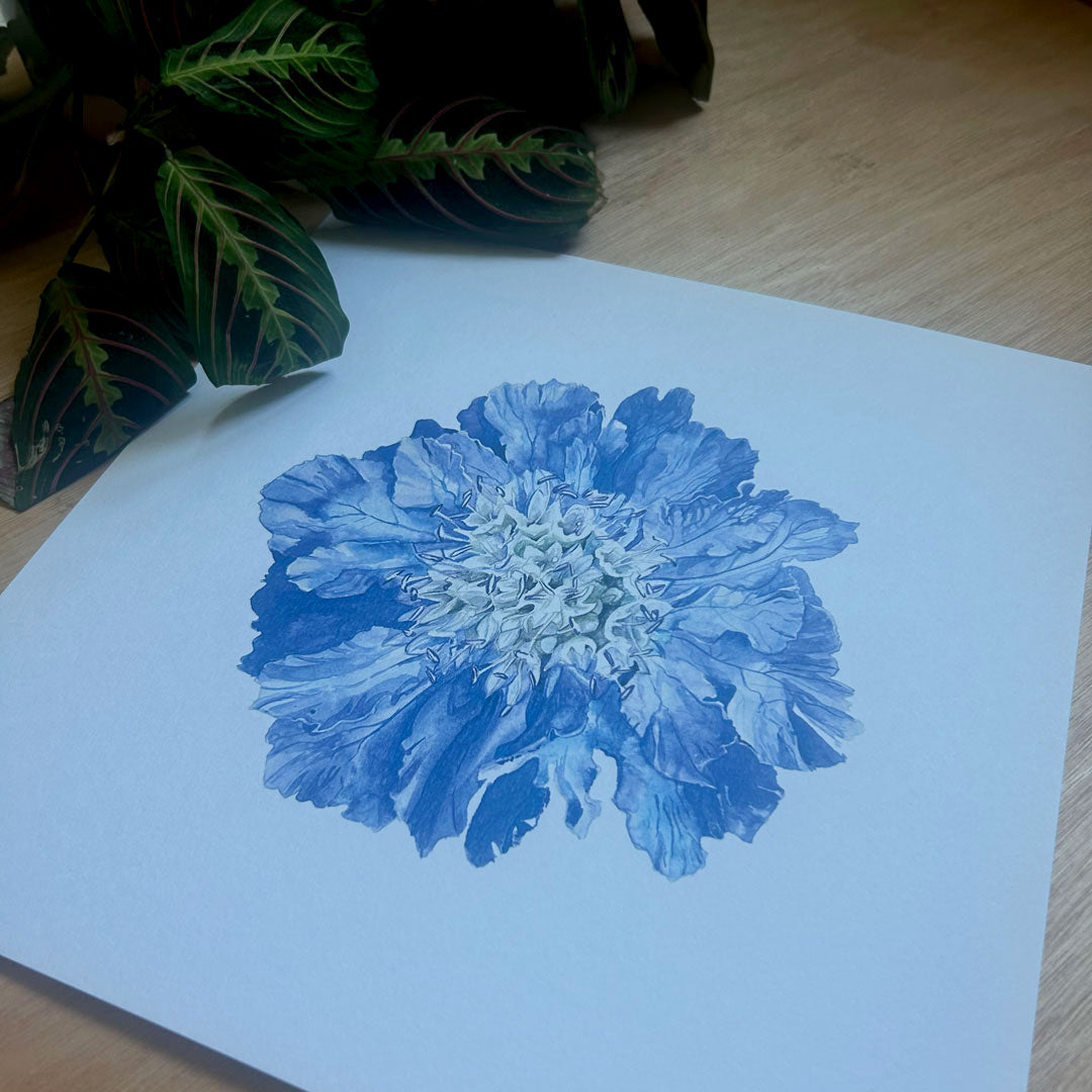 Scabiosa Fama