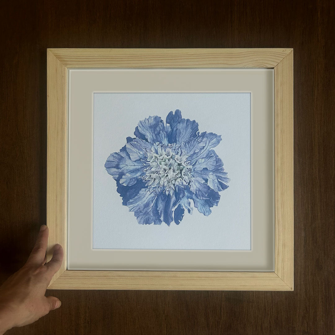 Scabiosa Fama