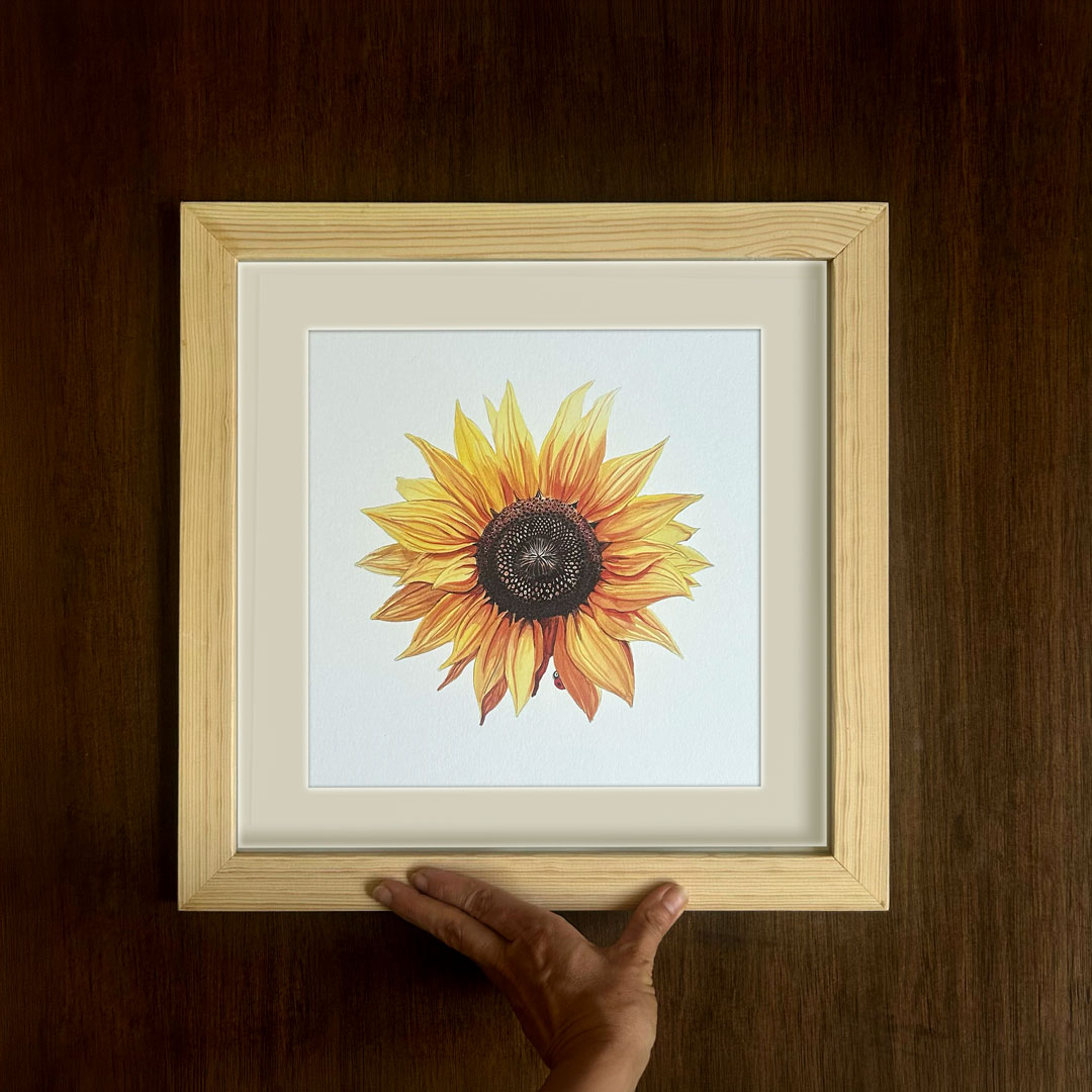 Sunflower