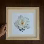 White Rose