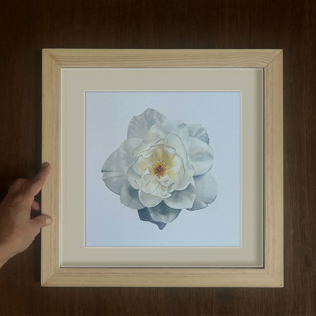White Rose
