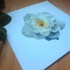 White Rose
